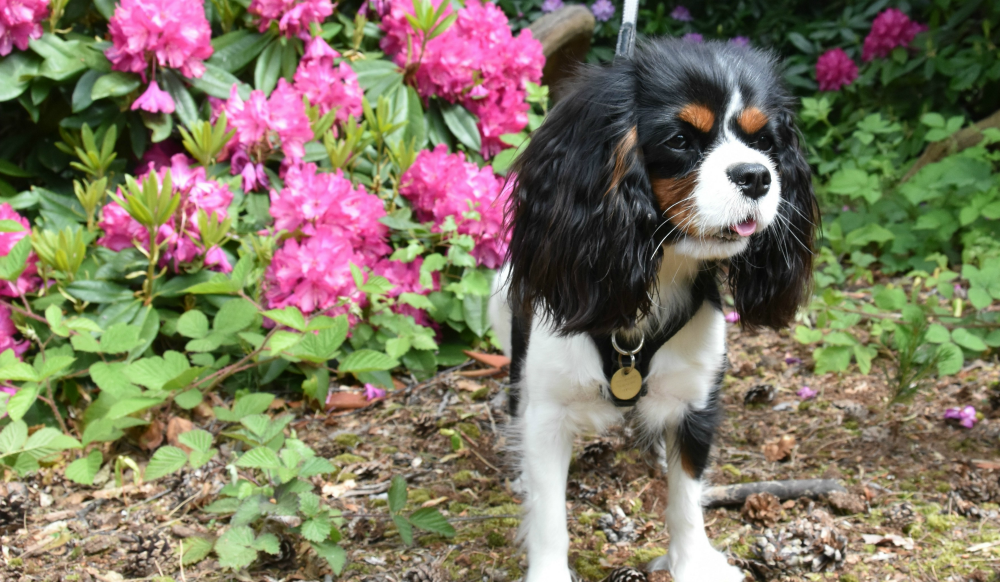 A King Charles Spaniel standing amongst pink hydrangeas in a park.