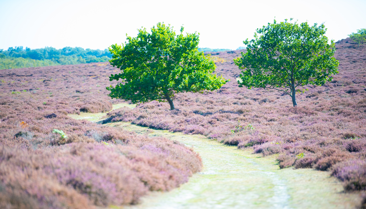 The diverse landscape of Grimston Warren.
