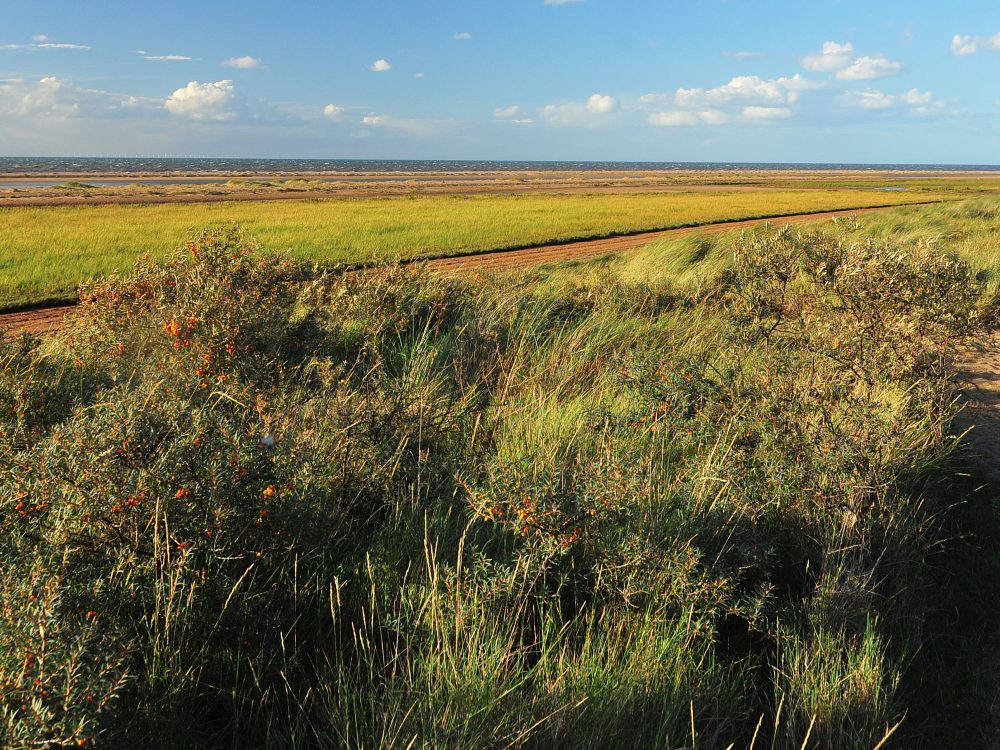 A couple standing and holding their bikes whilst looking over at Bircham Windmill.