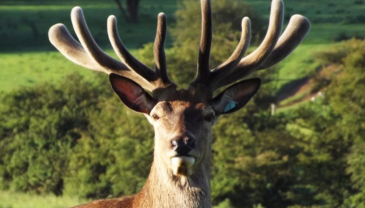 A deer staring at the camera at Snettisham Park in West Norfolk