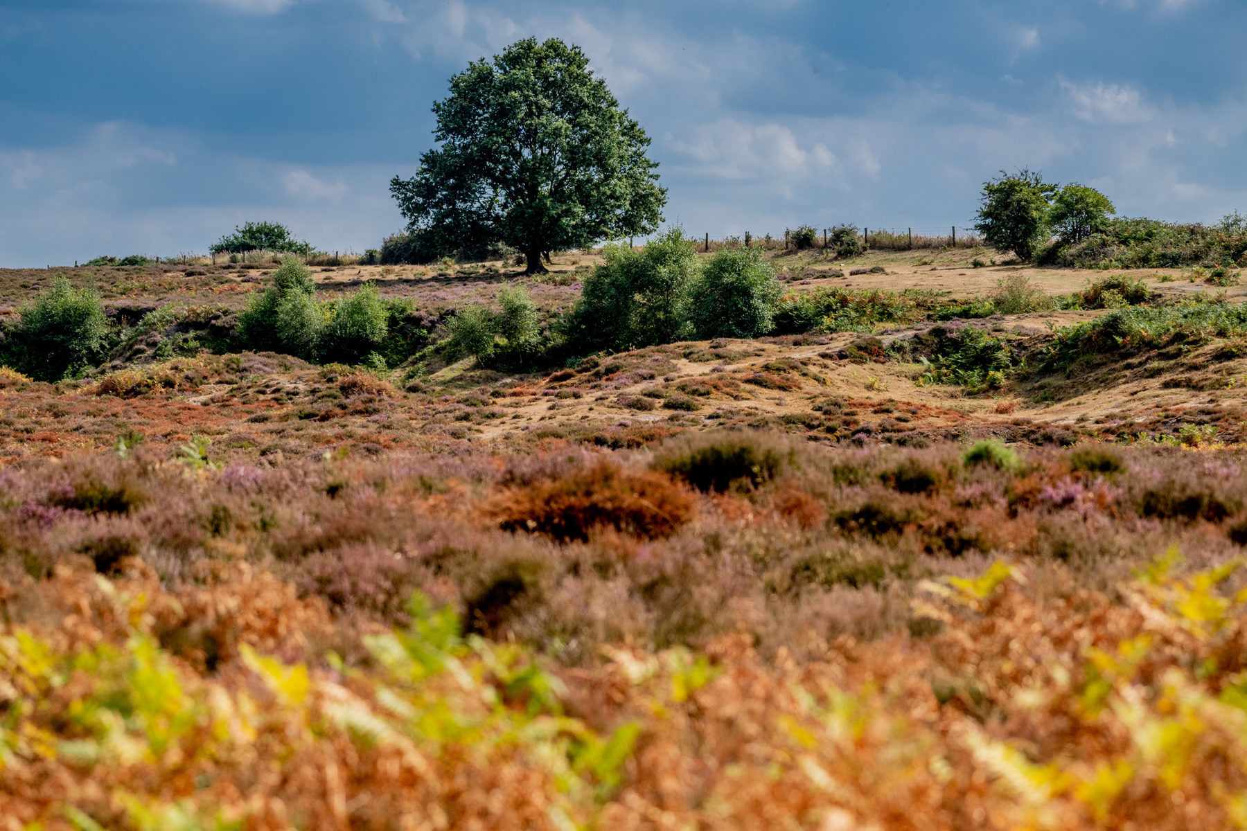 Roydon Common Nature Reserve in West Norfolk