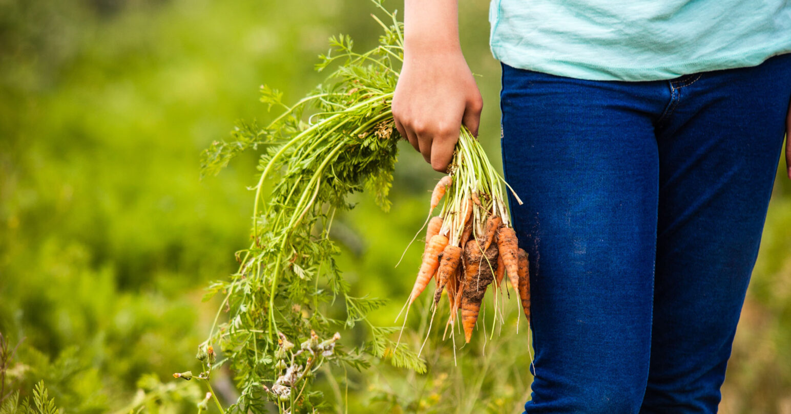 A farmer holding fresh carrots