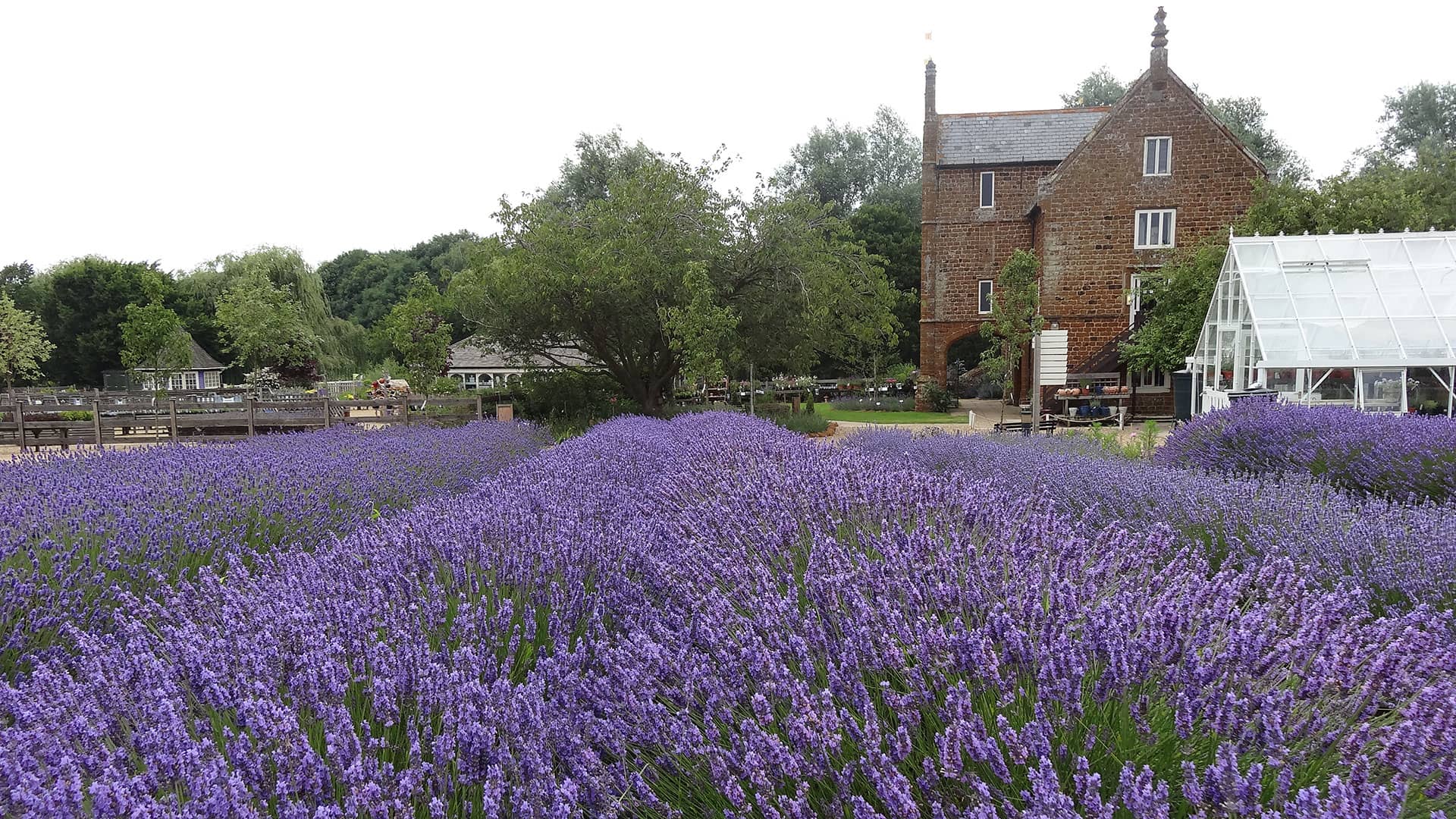Norfolk Lavender fields in Heacham, West Norfolk