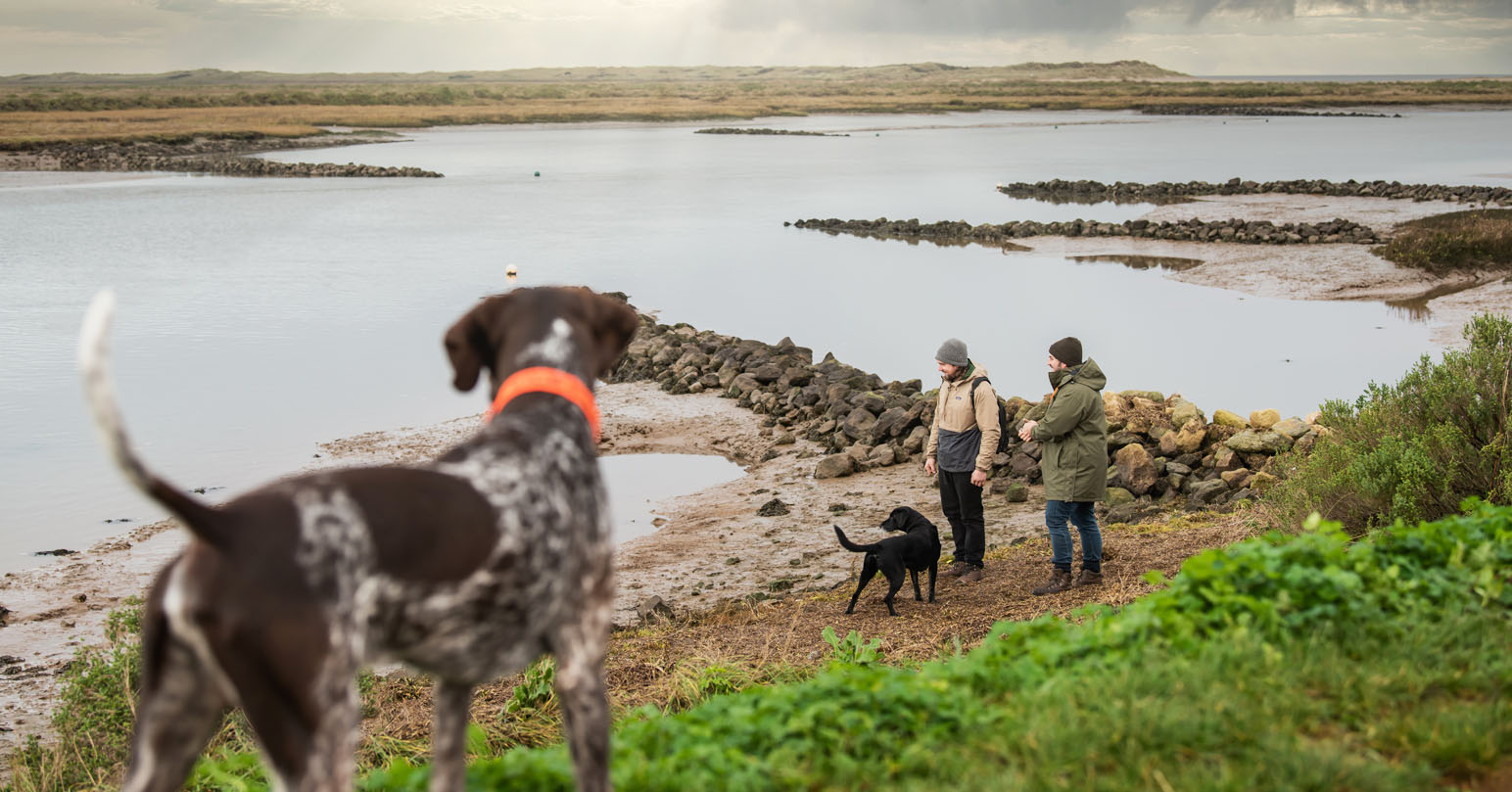 A brown and white dog looking over Burnham Overy Staithe.