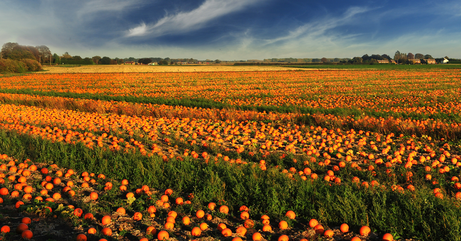 The colourful Fens landscape near Downham Market.