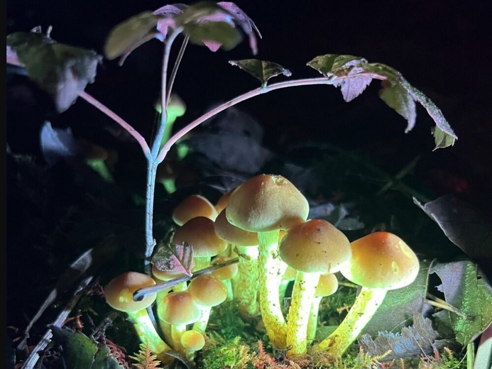 wicker basket with Easter egg