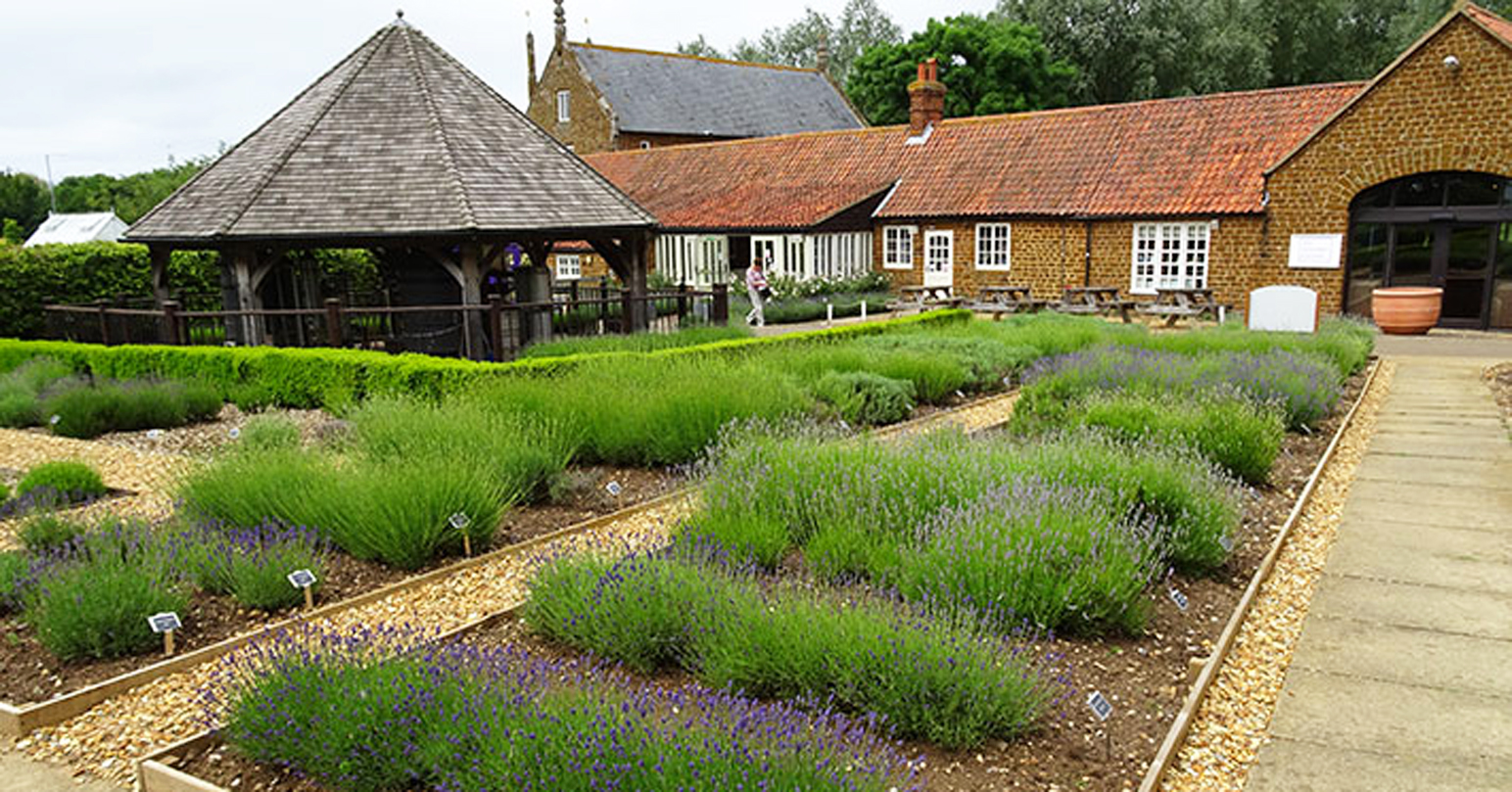 Norfolk Lavender gardens in Heacham, West Norfolk.