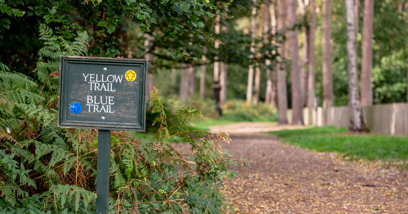 A sign reading "Yellow Trail" and "Blue Trail" with arrows down a path through Sandringham Estate woodland.