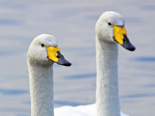 Holkham National Nature Reserve in West Norfolk.