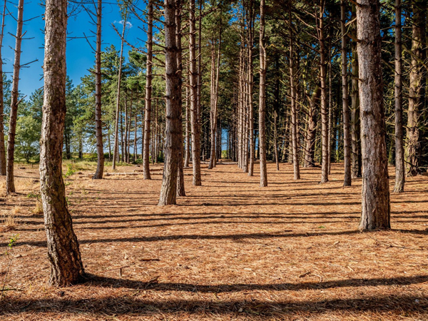 Holkham National Nature Reserve in West Norfolk.