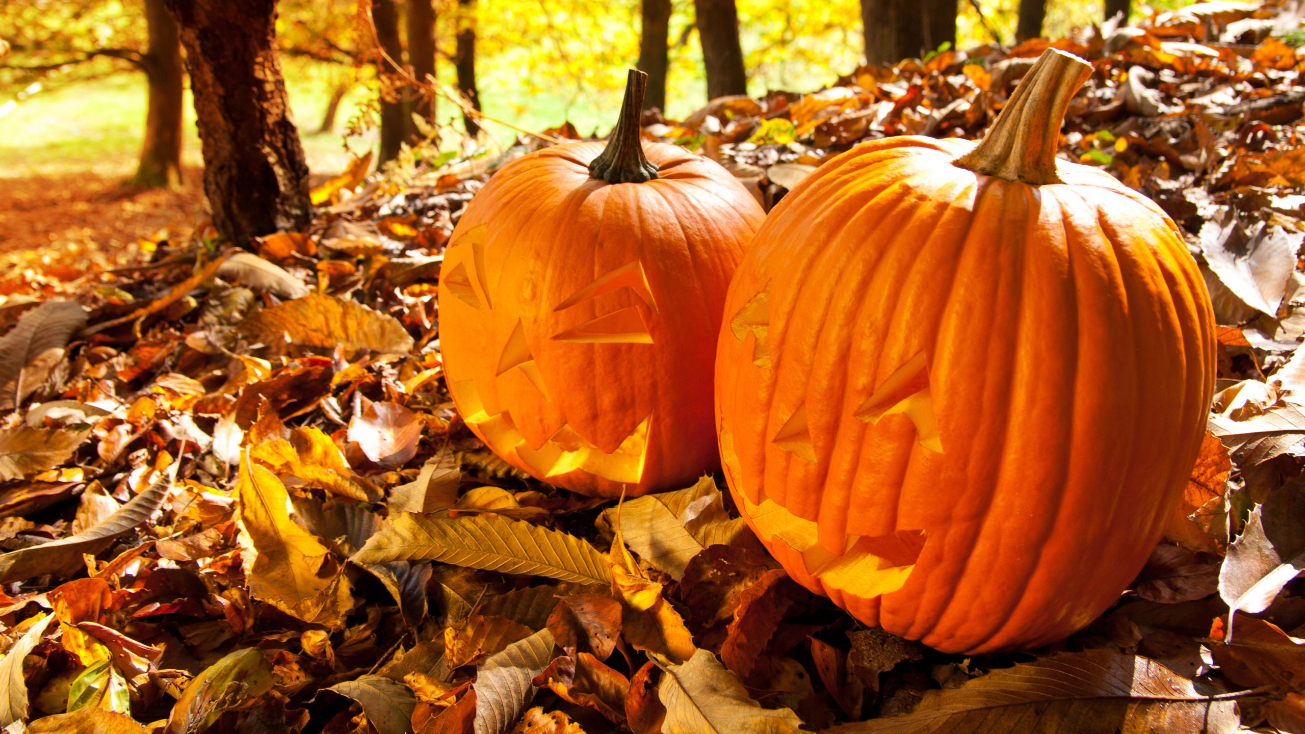 Two pumpkins sitting amongst autumnal leaves in woodland.