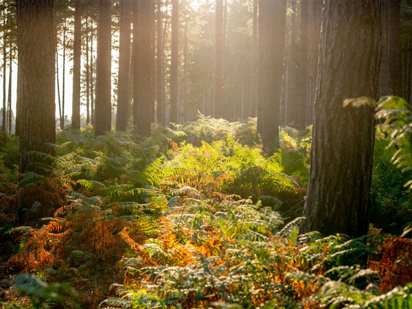 Holkham National Nature Reserve in West Norfolk.