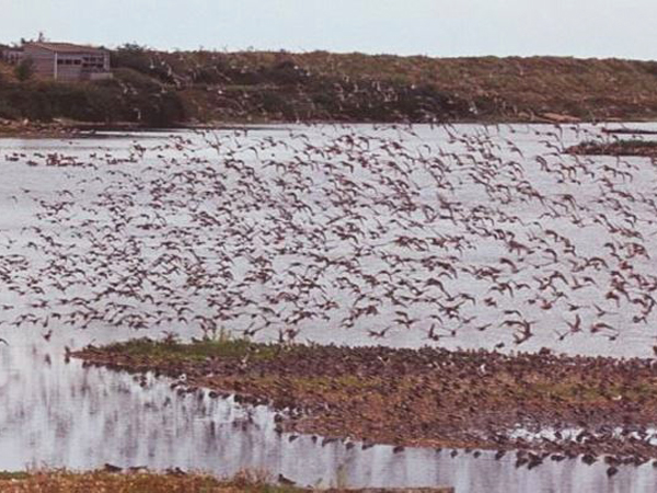 Holkham National Nature Reserve in West Norfolk.